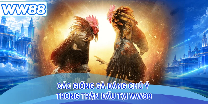 Các giống gà đáng chú ý trong trận đấu tại WW88 